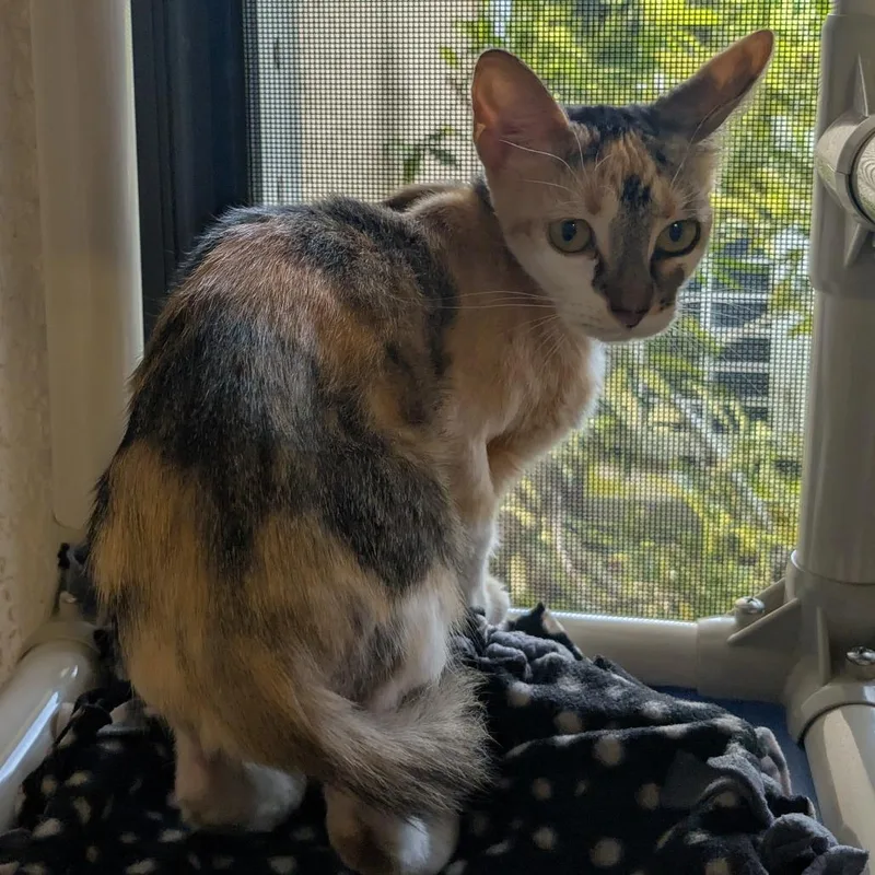 An adult medium-sized female Calico Domestic Short Hair cat named Dixie for adoption in Naples, FL