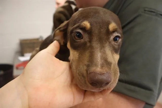 A baby small-sized female Mixed Breed dog named Chocolate for adoption in Columbia, SC