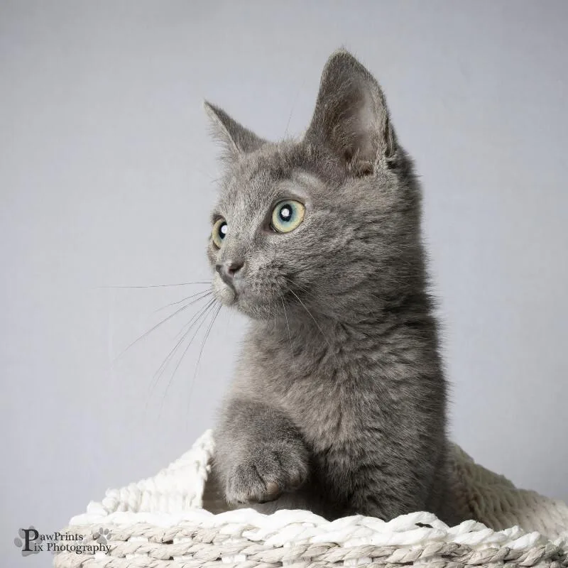 A young medium-sized male Gray / Blue / Silver Domestic Short Hair cat named Ellis for adoption in Maryville, TN