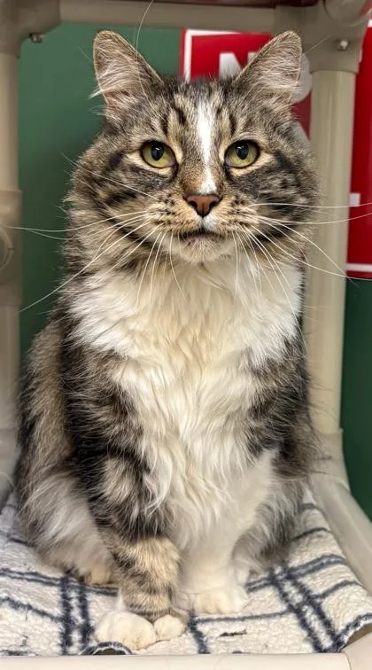 A senior medium-sized female Tabby (Gray / Blue / Silver) Domestic Long Hair cat named Beans for adoption in Lakeside, AZ