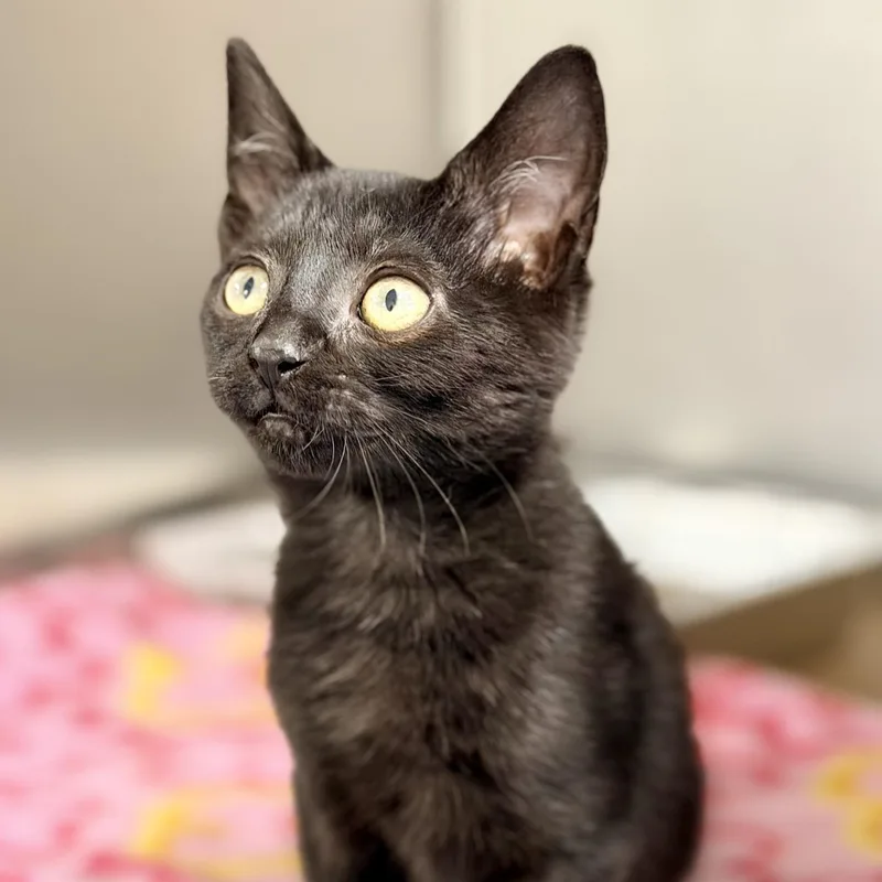 A baby medium-sized male Black Domestic Short Hair cat named Java for adoption in Jackson, NJ