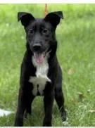 A baby medium-sized female Mixed Breed dog named Tater for adoption in West Chester, PA