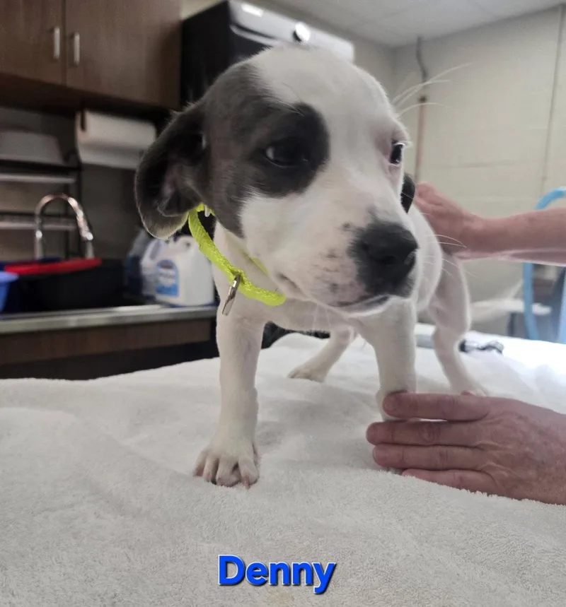 A baby medium-sized male Australian Cattle Dog / Blue Heeler dog named Denny for adoption in Whitehall, PA
