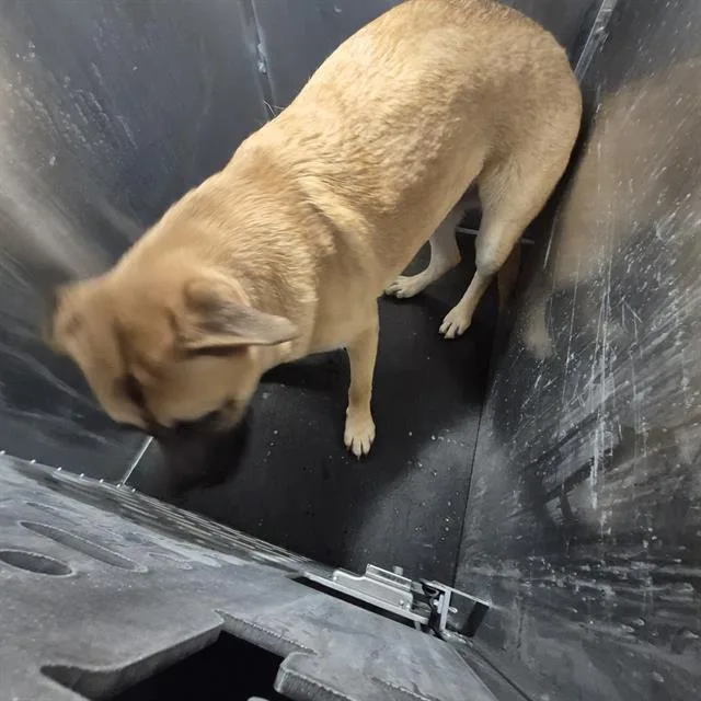 A young large-sized male Shepherd dog named Grub for adoption in San Antonio, TX