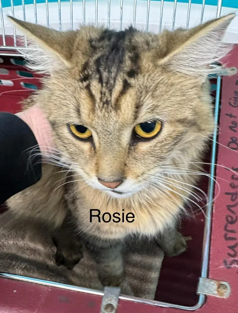 Rosie