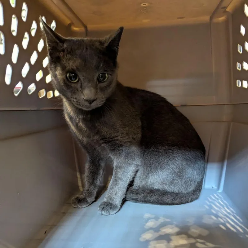 A young medium-sized male Gray / Blue / Silver Domestic Short Hair cat named Tairn for adoption in Lynchburg, VA