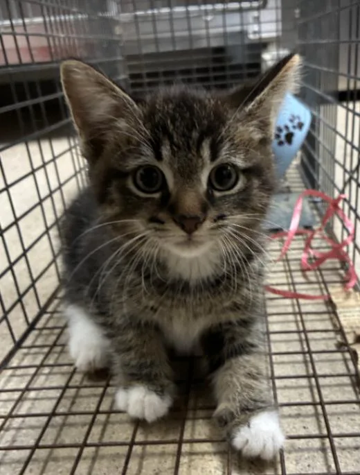 A young small-sized male Tabby (Brown / Chocolate) Domestic Short Hair cat named Boots for adoption in Cincinnati, OH