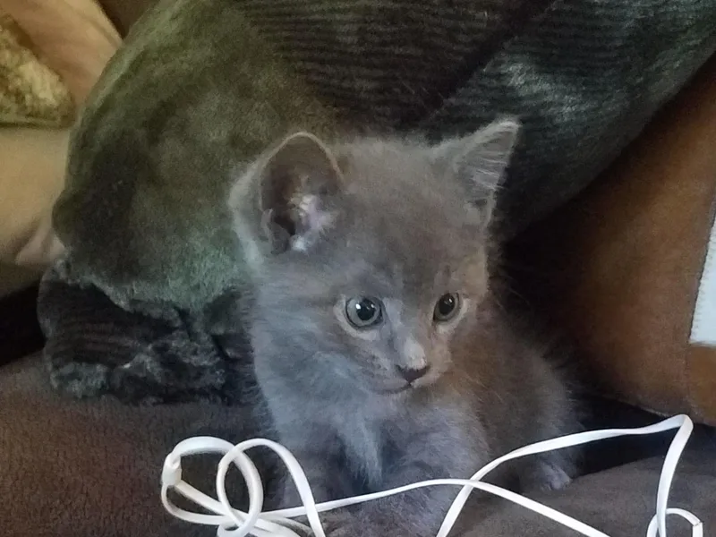A baby medium-sized female Gray / Blue / Silver Domestic Medium Hair cat named Toes for adoption in Pocatello, ID