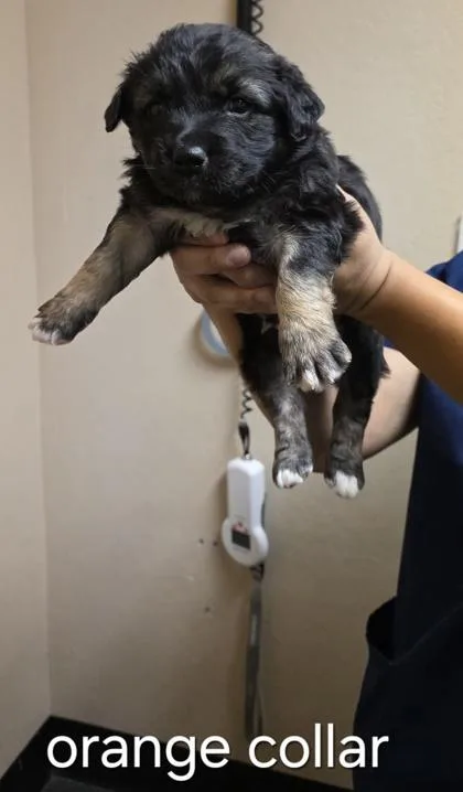 A baby small-sized male Shepherd dog named Van Halen for adoption in Roseville, CA