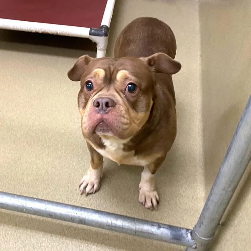 An adult medium-sized female Bicolor Bulldog dog named Scarlett for adoption in Monroe, GA