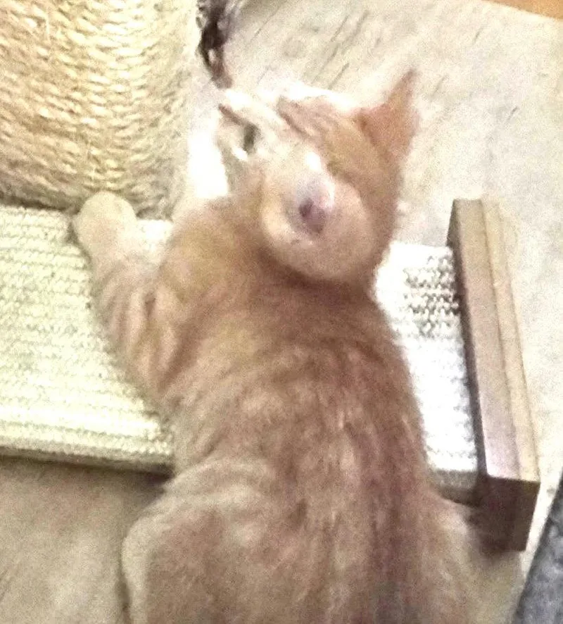 A baby medium-sized male Orange / Red Domestic Short Hair cat named Josh And Jerry for adoption in Shawnee, KS