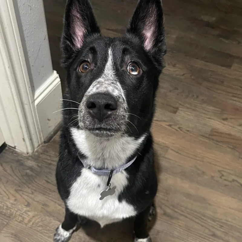 A young medium-sized male Black Australian Cattle Dog / Blue Heeler dog named Tito for adoption in Houston, TX