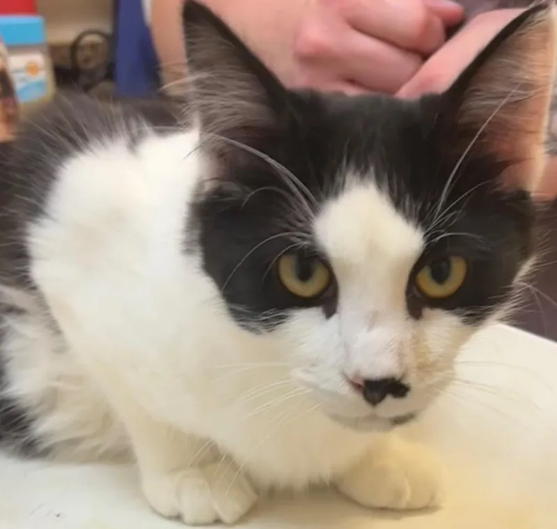A young medium-sized male Domestic Medium Hair cat named Beetlejuice for adoption in Elizabethton, TN