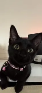 A baby small-sized female Black Domestic Short Hair cat named Magic for adoption in Flushing, NY