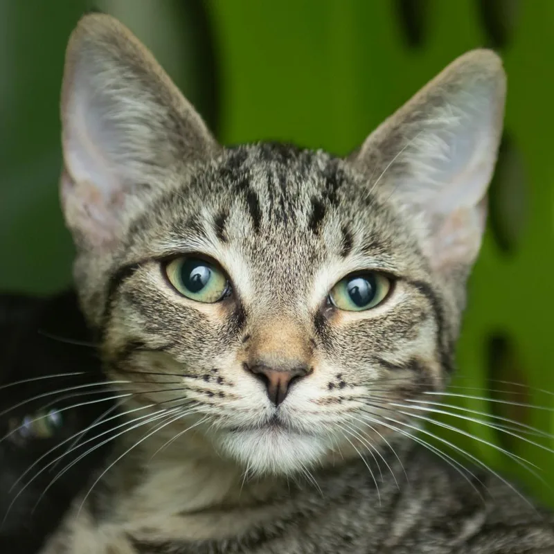 A baby small-sized female Brown / Chocolate Domestic Short Hair cat named Cinnamon for adoption in Middletown, RI