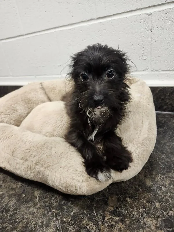 A young small-sized male Black Chihuahua dog named Wemby for adoption in Jackson, TN