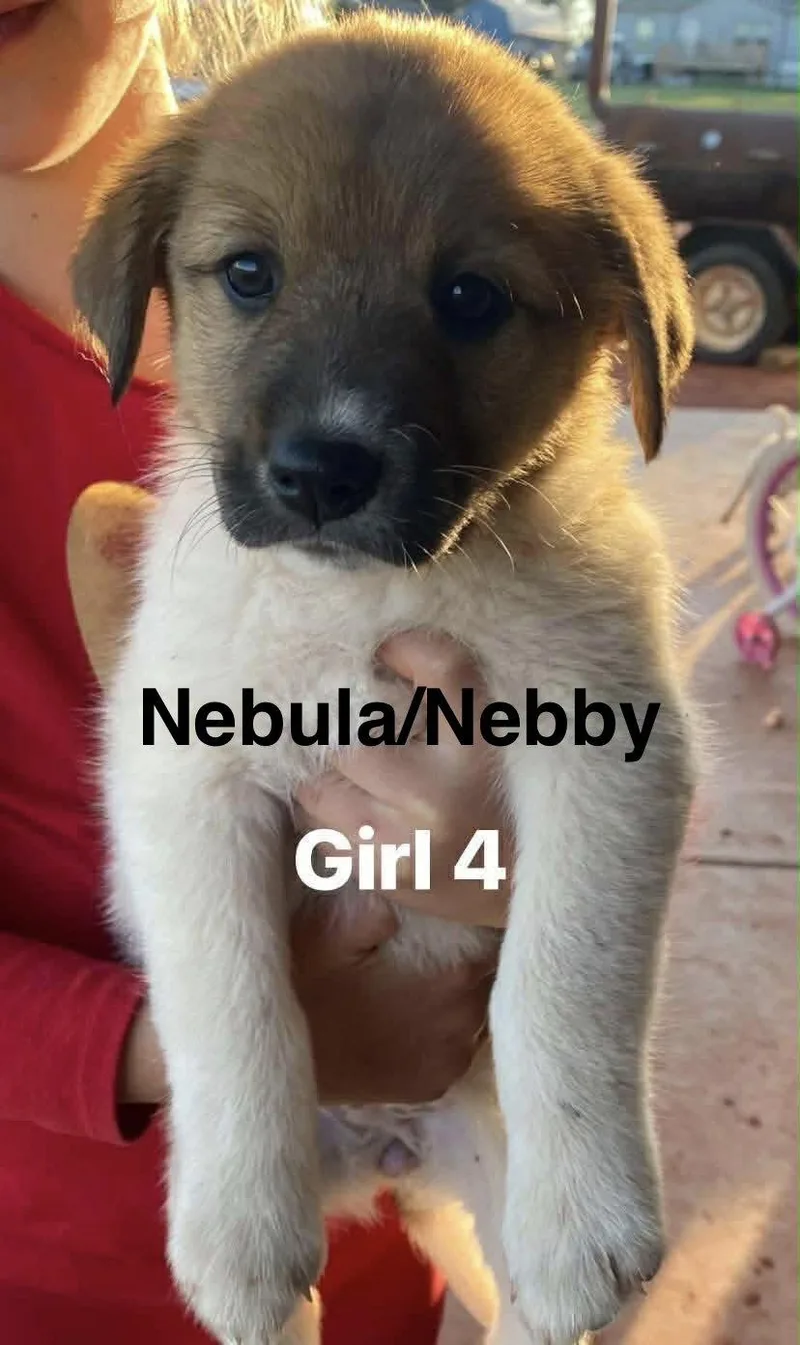 Nebula