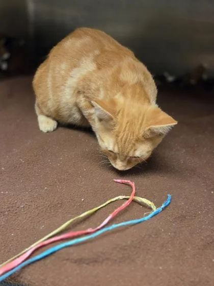 A baby medium-sized male Domestic Short Hair cat named Cosmic Brownie for adoption in Westland, MI