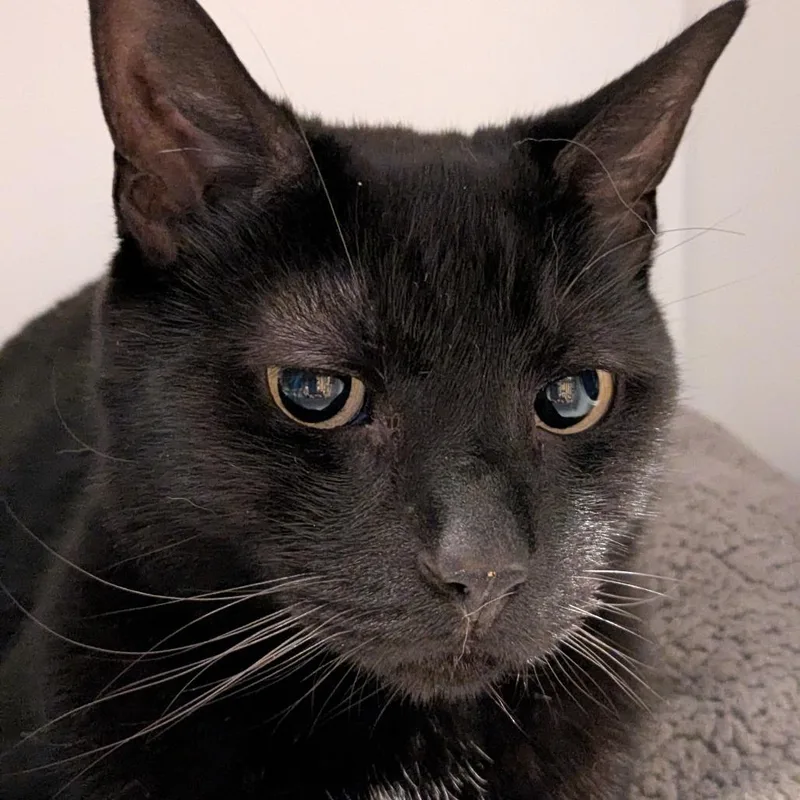 An adult medium-sized male Black Domestic Short Hair cat named Moony for adoption in South Burlington, VT