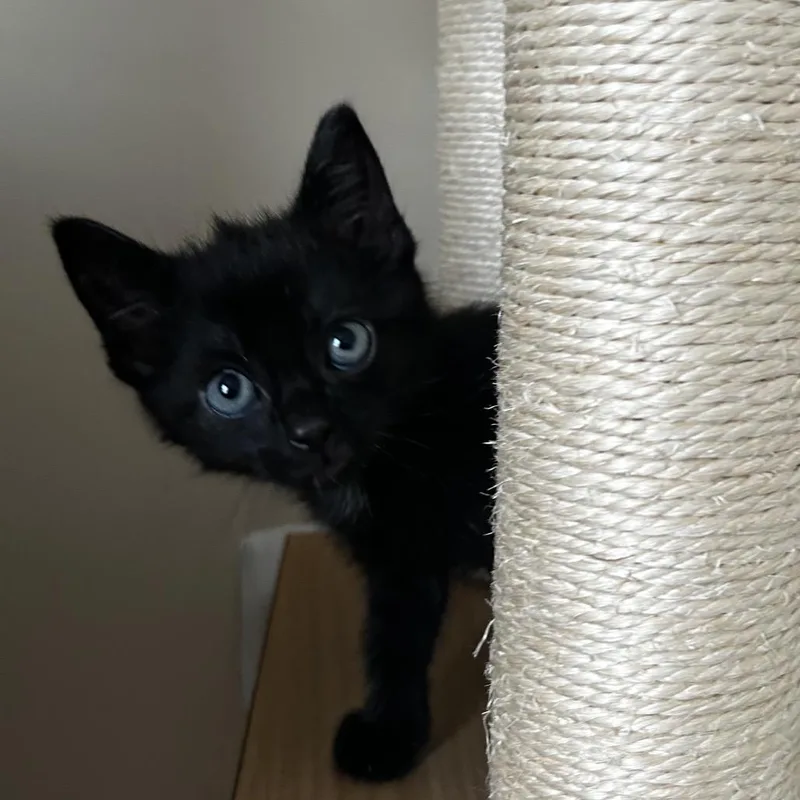 A baby small-sized female Black Domestic Short Hair cat named Pearl for adoption in Fairfax Station, VA