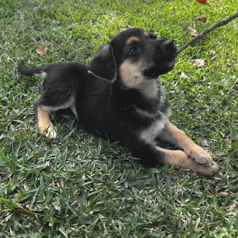 A baby small-sized female Mixed Breed dog named Cookie for adoption in Oakdale, LA