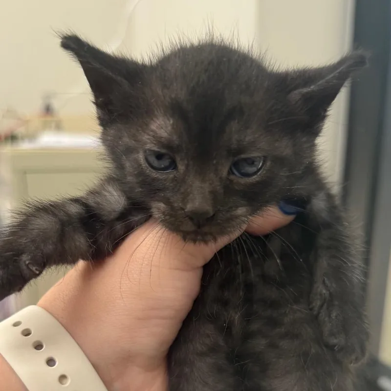 A baby small-sized male Black Domestic Short Hair cat named Ross for adoption in Columbiana, AL