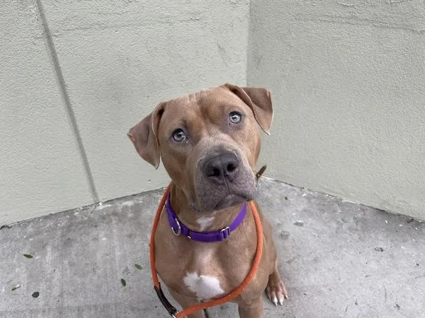 A young large-sized male Mixed Breed dog named Cookie Butter for adoption in New York, NY