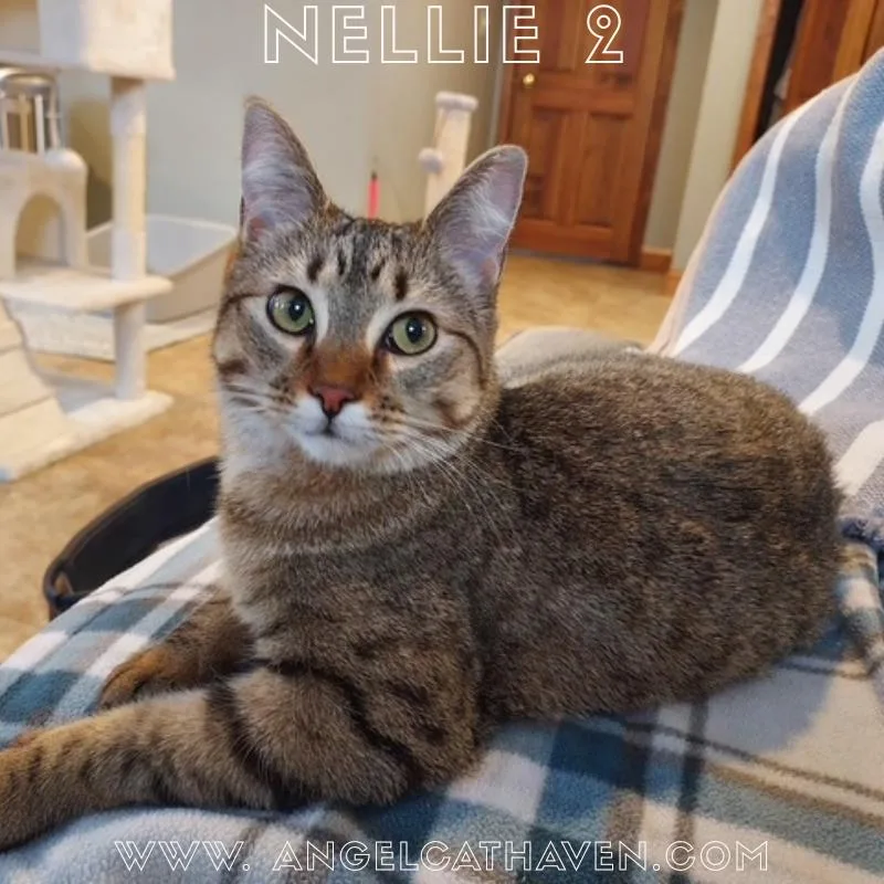 Nellie
