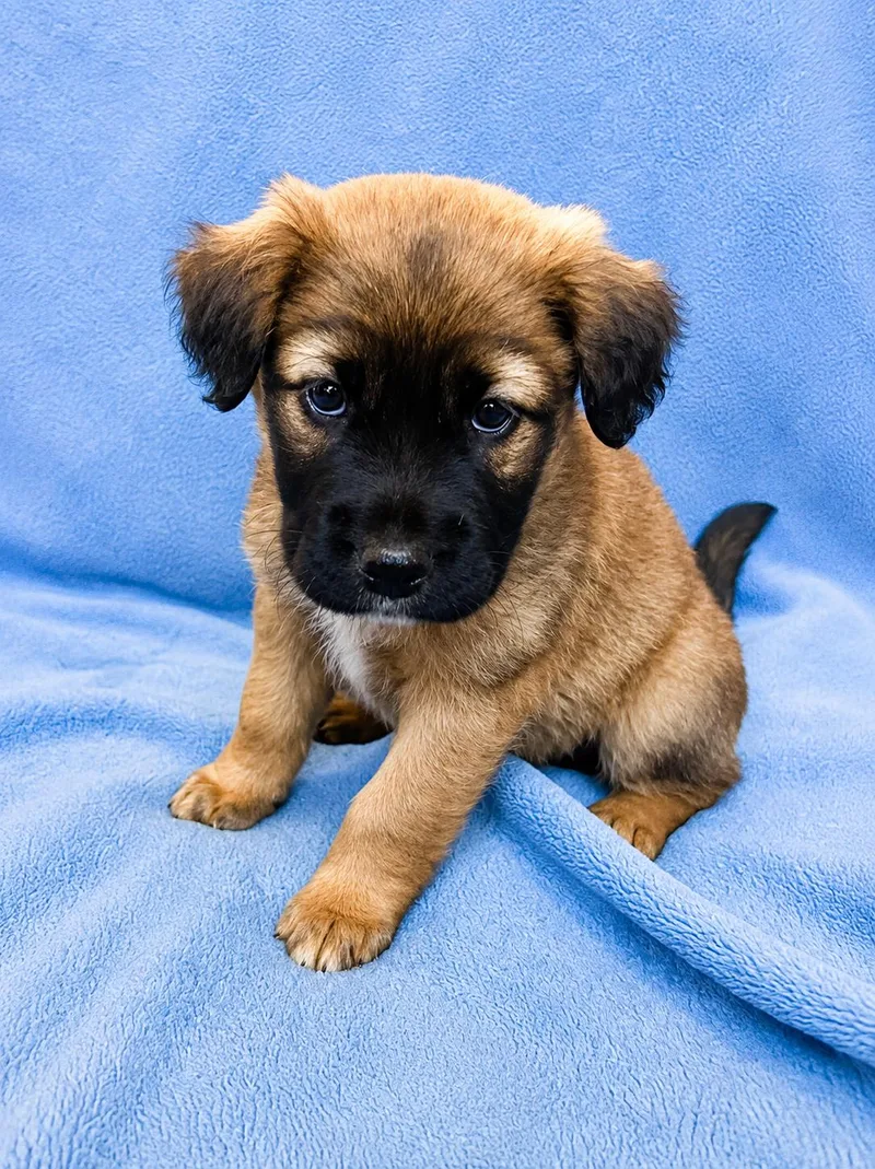 A baby medium-sized female Pit Bull Terrier dog named Star for adoption in Nashville, TN