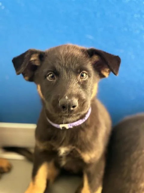 A baby small-sized female German Shepherd Dog dog named Una for adoption in Visalia, CA