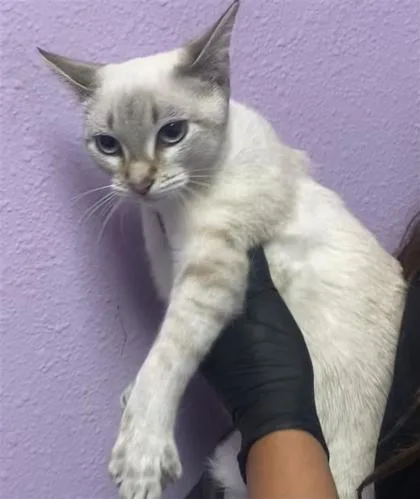 A young small-sized female Gray / Blue / Silver Domestic Short Hair cat named 61803898 for adoption in El Paso, TX