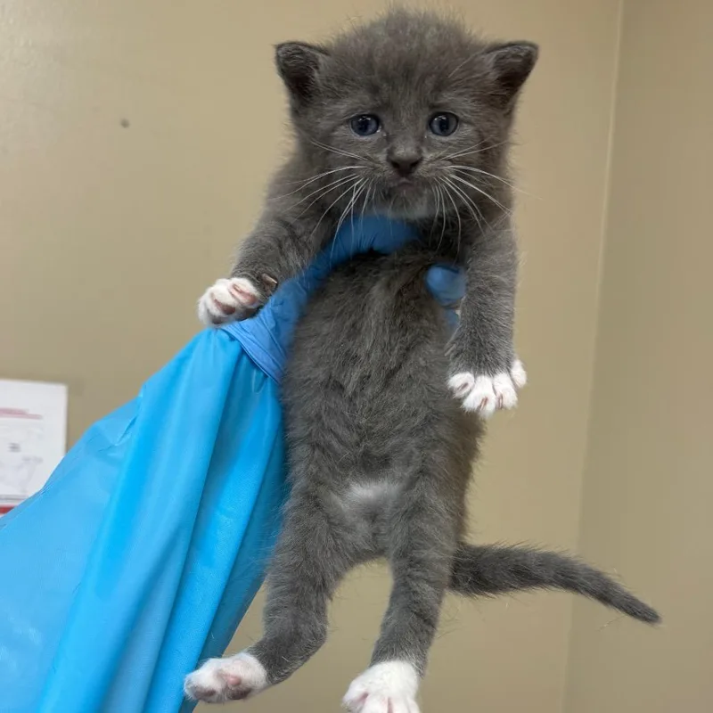 A baby small-sized female Gray / Blue / Silver Domestic Short Hair cat named Rory for adoption in Birmingham, AL