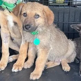 A baby small-sized male Brown / Chocolate Mixed Breed dog named Benadryl for adoption in Buffalo, MN