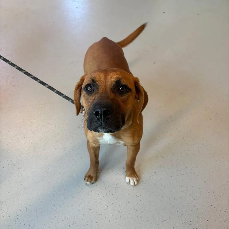 A young medium-sized female Red / Chestnut / Orange Mixed Breed dog named Miller for adoption in Huntington, WV