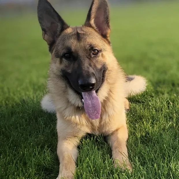 An adult large-sized male Yellow / Tan / Blond / Fawn German Shepherd Dog dog named Burton D for adoption in Princeton, MN