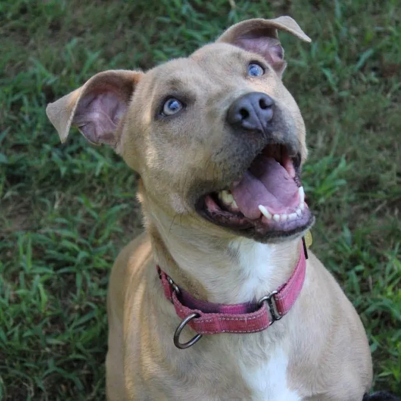 A young medium-sized female Yellow / Tan / Blond / Fawn Mixed Breed dog named Fuchsia for adoption in Watertown, WI