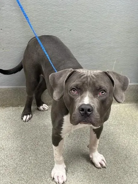 A young large-sized male Pit Bull Terrier dog named Kylo for adoption in Las Vegas, NV