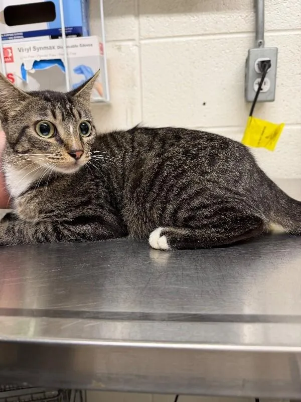 A young medium-sized female Tabby (Brown / Chocolate) Domestic Short Hair cat named Jinx for adoption in Fruit Heights, UT
