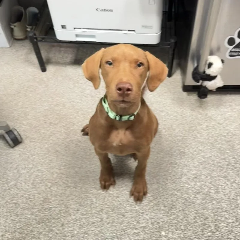 A young medium-sized female Brown / Chocolate Mixed Breed dog named Peaches for adoption in Englewood, FL