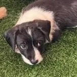 A baby medium-sized male Black Mixed Breed dog named Scooter for adoption in LEHIGH ACRES, FL