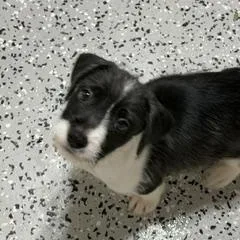 Scooter thumbnail 2