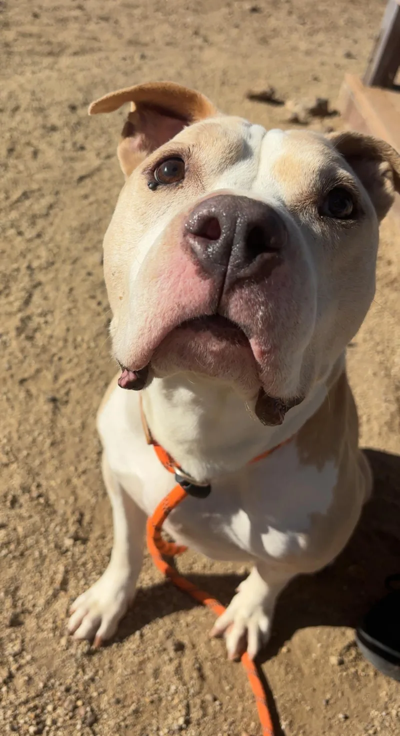 A senior medium-sized male Pit Bull Terrier dog named Hank for adoption in Stagecoach, NV