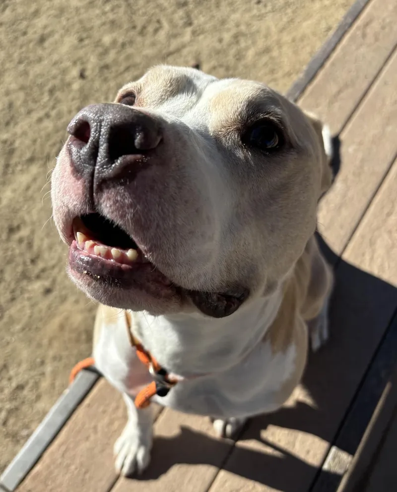 Hank thumbnail 2