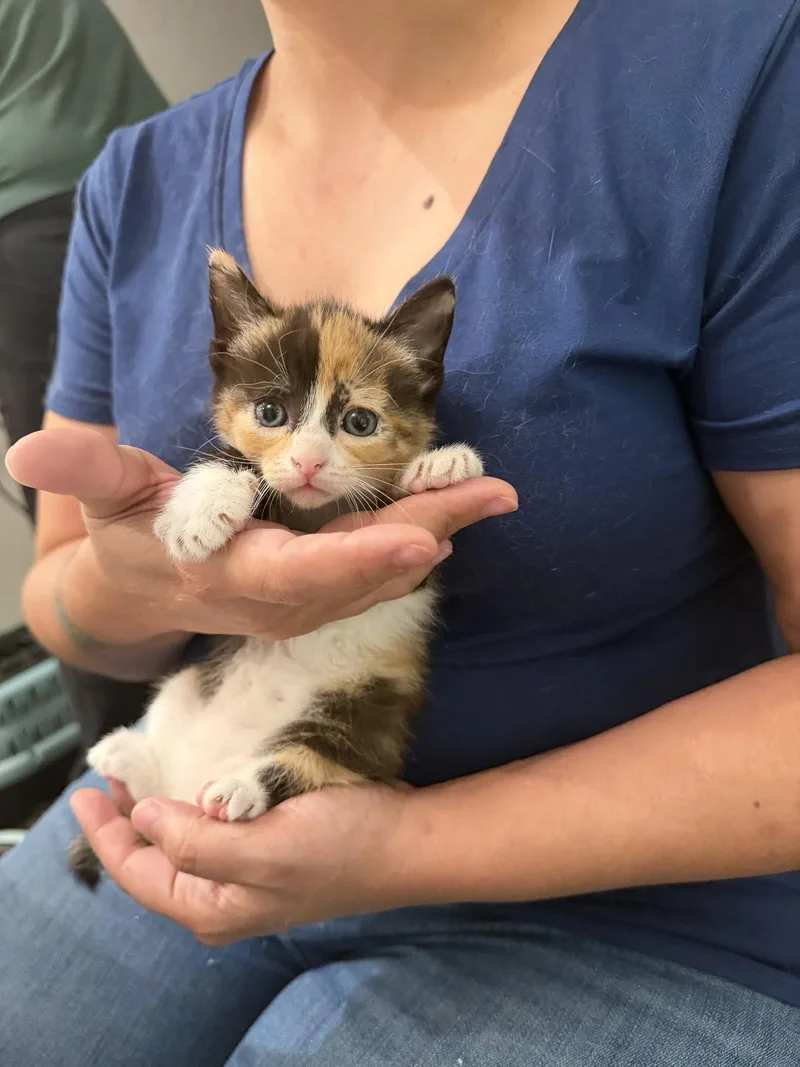 A young medium-sized female Domestic Short Hair cat named Trident for adoption in Camden, SC