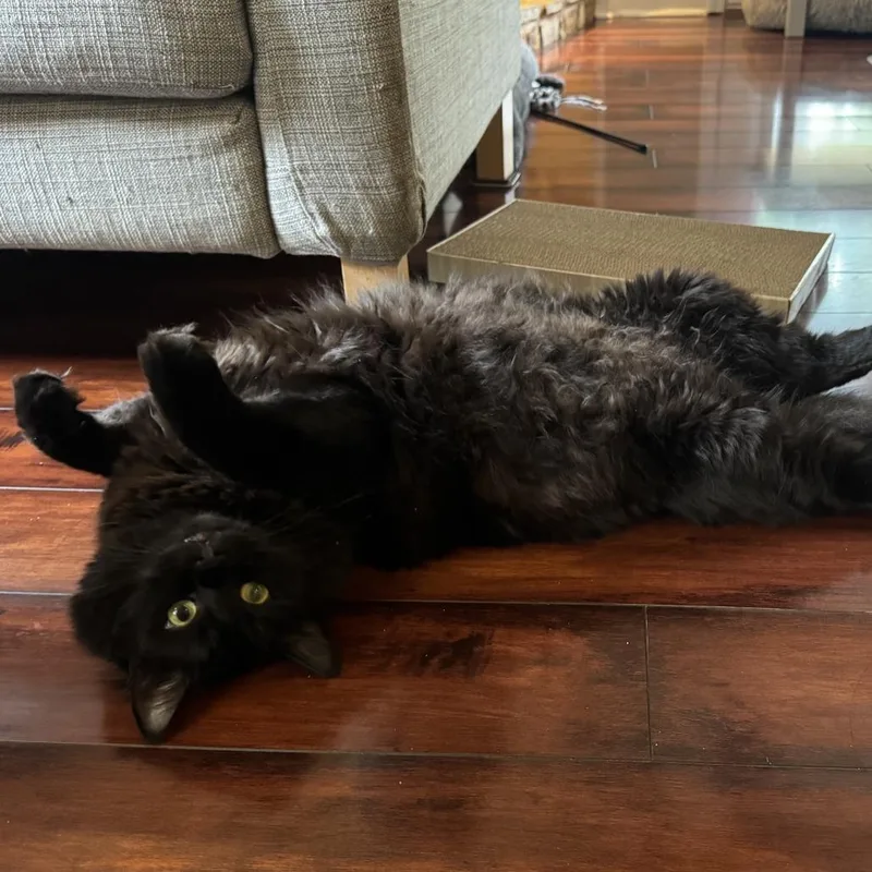 A young medium-sized male Black Domestic Long Hair cat named Cubby for adoption in Huntsville, AL