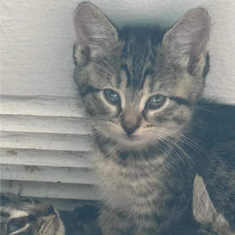 A baby small-sized female Brown / Chocolate Domestic Short Hair cat named Barb for adoption in Long Island City, NY