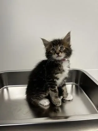 A baby small-sized female Domestic Short Hair cat named Mandible for adoption in Roseville, CA