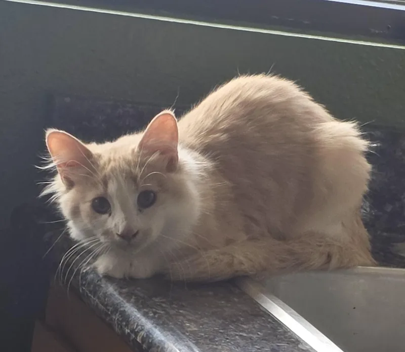 A young medium-sized male Buff & White Domestic Long Hair cat named Spackle for adoption in Mission Viejo, CA