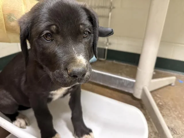 A baby small-sized male Pit Bull Terrier dog named Cosmo for adoption in Thousand Palms, CA