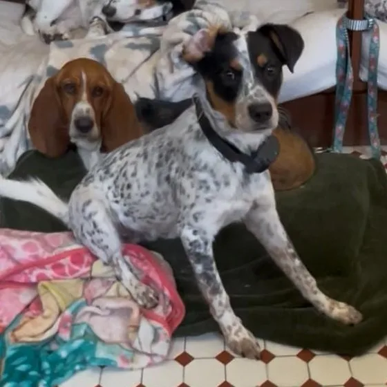 A young medium-sized male Tricolor (Brown, Black, & White) Australian Cattle Dog / Blue Heeler dog named Hopper for adoption in Springdale, AR